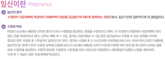 임신이란
수정란이 자궁내벽에 착상하여 모체로부터 영양을 공급받으며 태아로 발육하는 과정으로서, 임신기간은 일반적으로 약 280일이다.

수정과 착상

여성의 난소에서 배란된 난자와 정자가 만나 수정란을 형성하는 과정을 수저이라고 하며, 이 수정란이 이동하여 자궁내벽에 자리 잡는 것을 착상이라고 한다. 난자는 배란 후 1~2일, 정자는 자궁내에서 2~3일 동안 살아남아서 수정할 수 있는 능력을 가지며, 정자의 경우 사정된 후 1주일까지 살아있기도 한다. 정자는 사정된 후 2~3시간이면 수란관을 따라 난소 가까이까지 이르기 때문에, 일반적으로 정자가 먼저 수란관 상부에 도달해 있다가 난소에서 배란된 난자가 이곳에 이르면 여러 정자 중 하나만이 난자와 결합 하여 수정란을 형성한다. 이렇게 형성된 수정란은 수란관을 따라 자궁으로 이동하면서 세포분열의 일종인 난할을 계속하며, 수정 후 7~8일이 되면 자궁내벽에 착상한다.